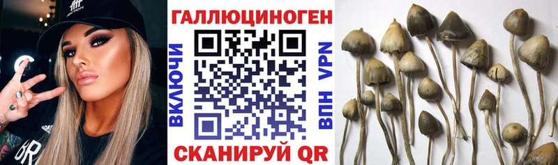 Купить закладки  Чекалин  Псилоцибиновые грибы Magic Shrooms 